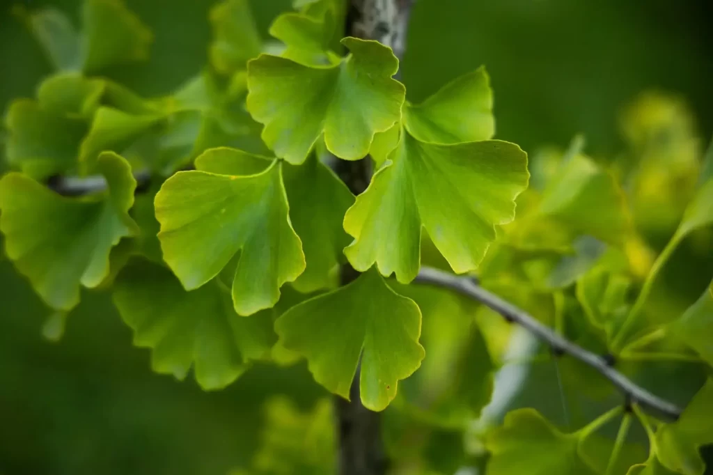 A Ginkgo biloba az egyik legismertebb vérkeringés fokozó és agyserkentő gyógynövény